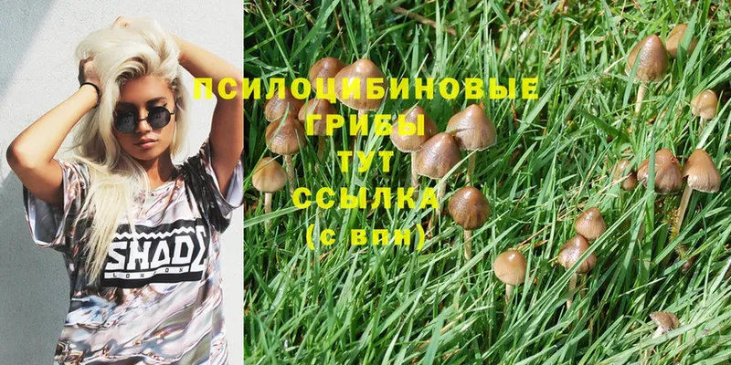 Псилоцибиновые грибы Psilocybe  даркнет состав  Бузулук  hydra ссылка 