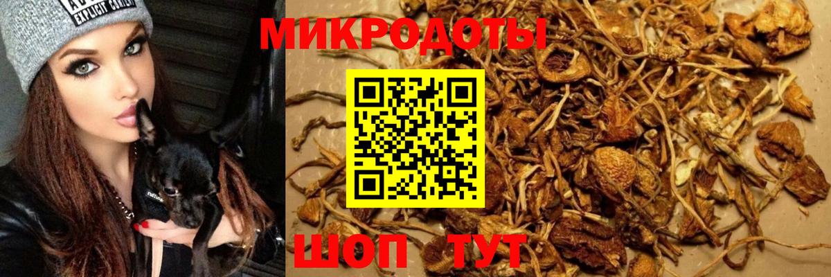 Псилоцибиновые грибы GOLDEN TEACHER  цены наркотик  Бузулук  Псилоцибиновые грибы мухоморы 